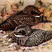 Common Poorwill